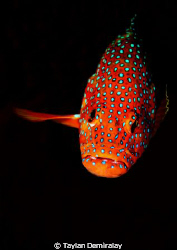 Cephalopholis miniata, Coral Grouper by Taylan Demiralay 